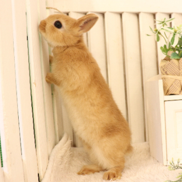 animal_image