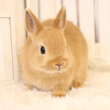 animal_image