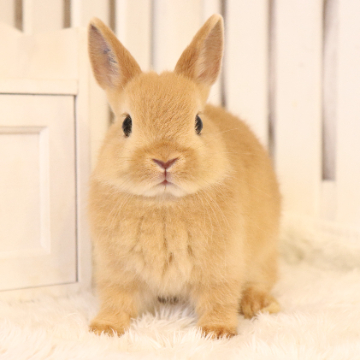 animal_image