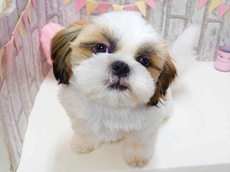 animal_image