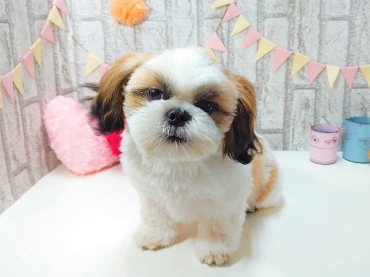 animal_image