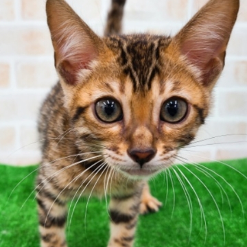 animal_image