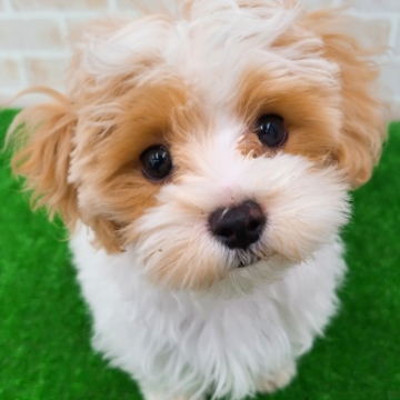 animal_image
