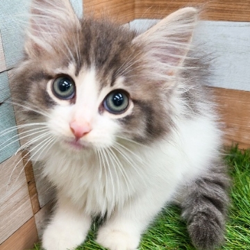 animal_image