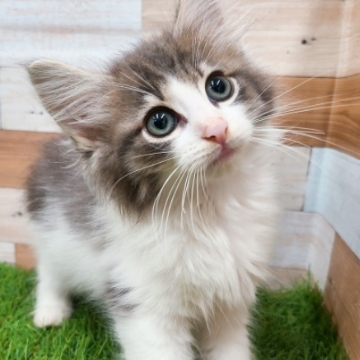 animal_image