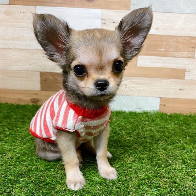animal_image