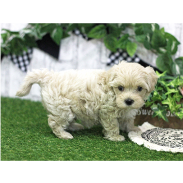 animal_image
