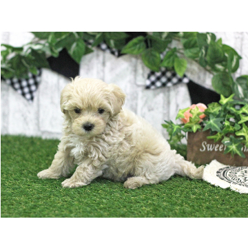 animal_image