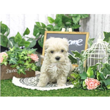 animal_image