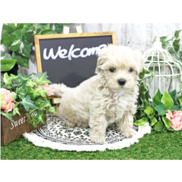 animal_image