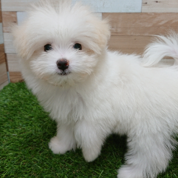 animal_image