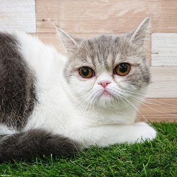 animal_image