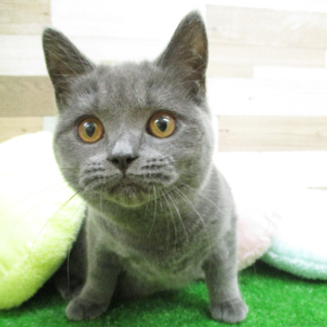 animal_image