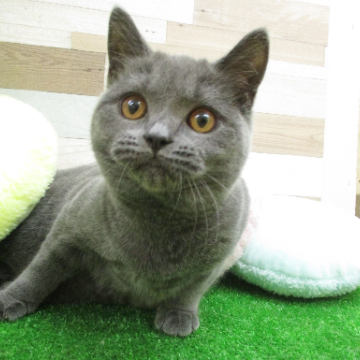 animal_image