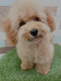 animal_image