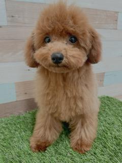 animal_image