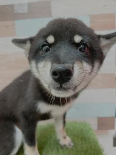 animal_image