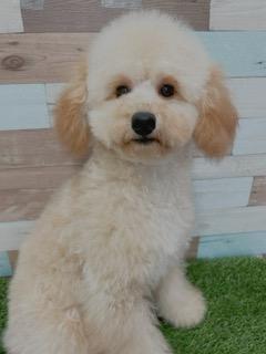 animal_image