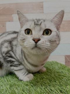 animal_image