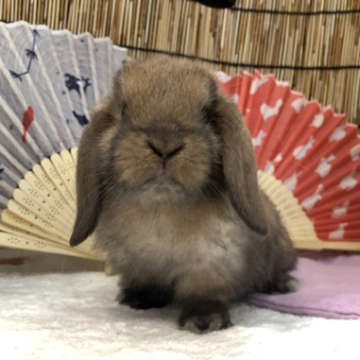 animal_image