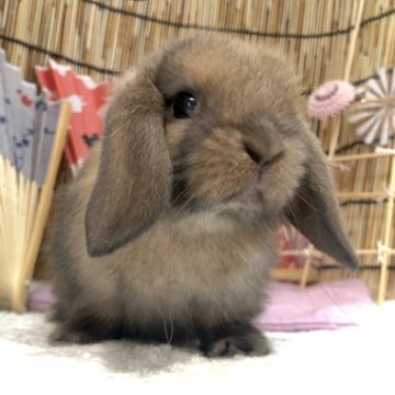 animal_image