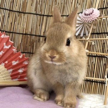 animal_image