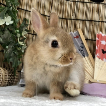 animal_image