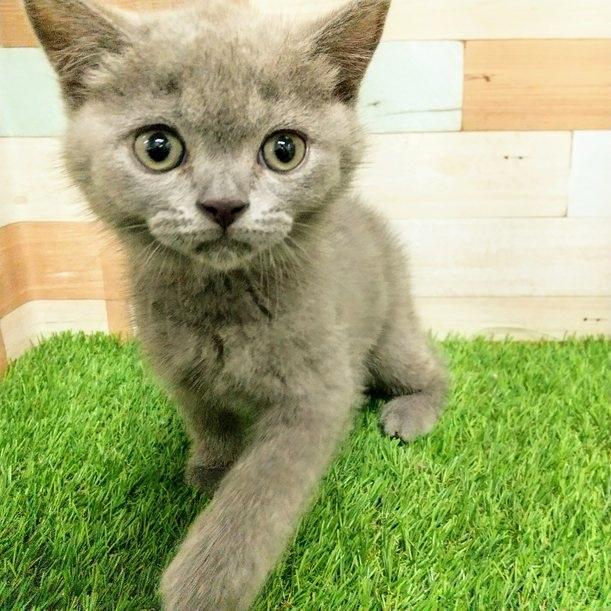 animal_image