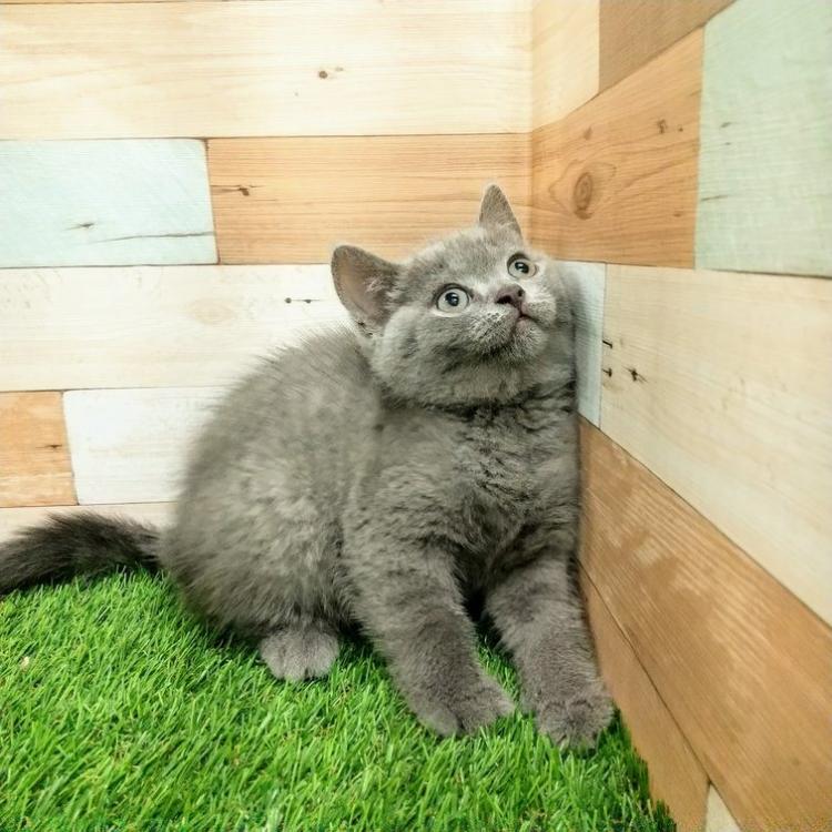 animal_image