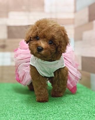 animal_image