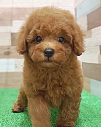 animal_image