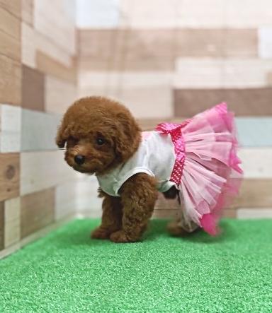 animal_image