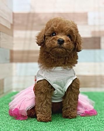 animal_image