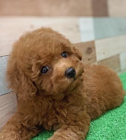 animal_image