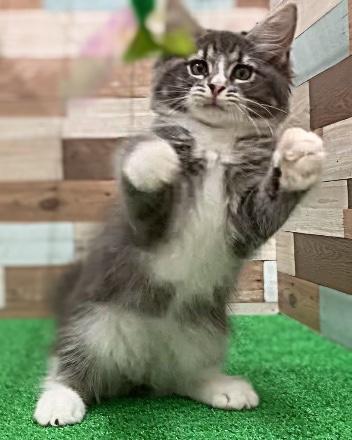 animal_image