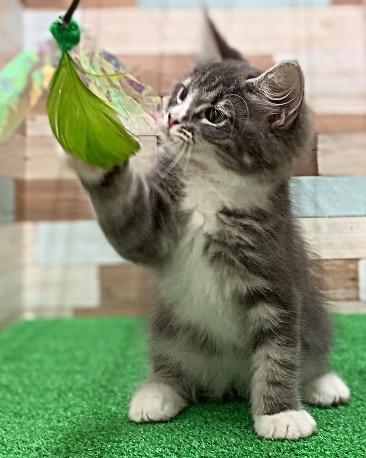 animal_image