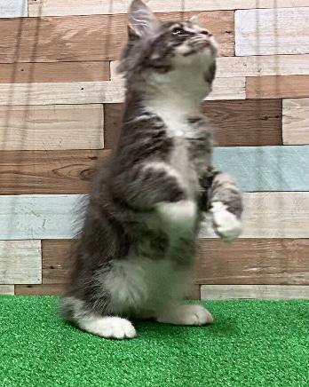animal_image