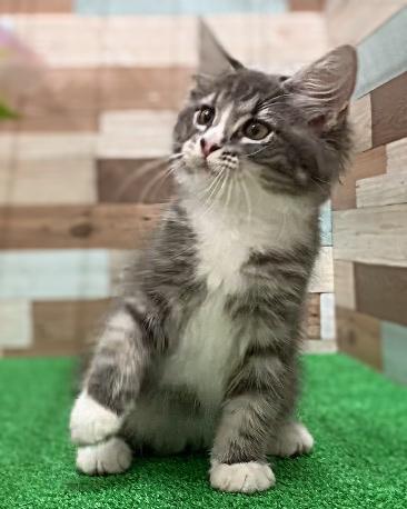 animal_image