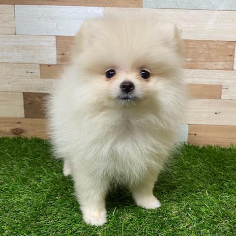 animal_image