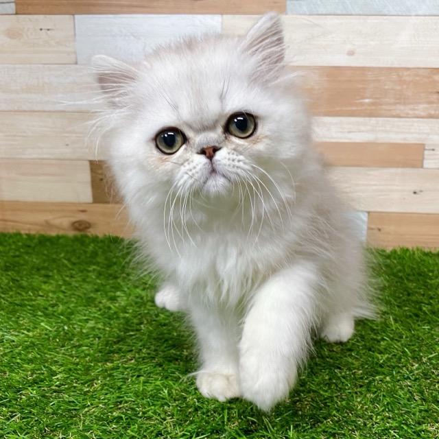 animal_image