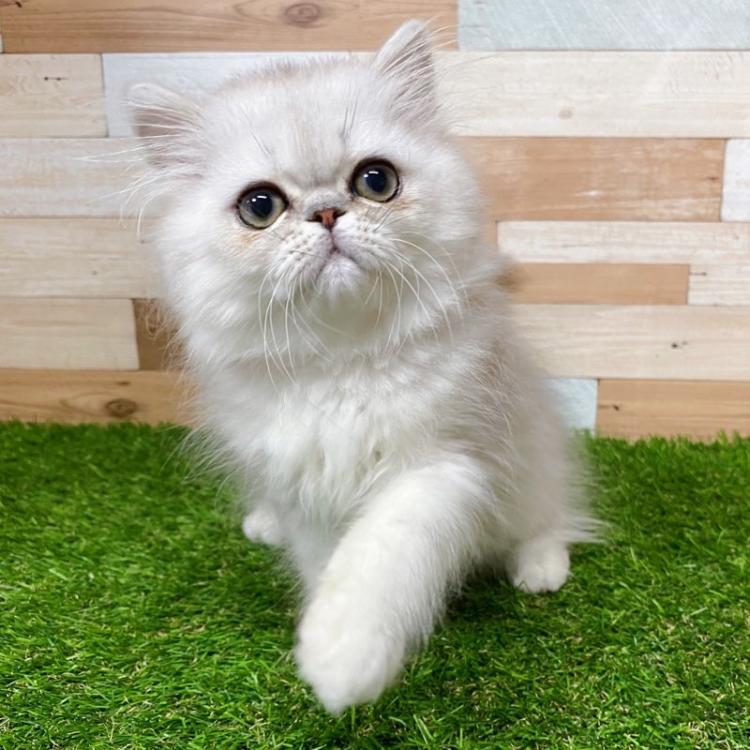animal_image