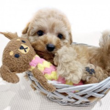animal_image
