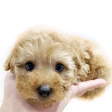 animal_image