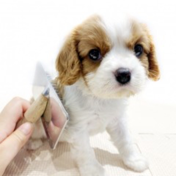 animal_image