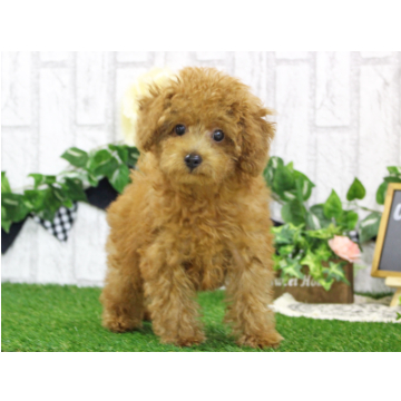 animal_image