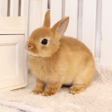 animal_image