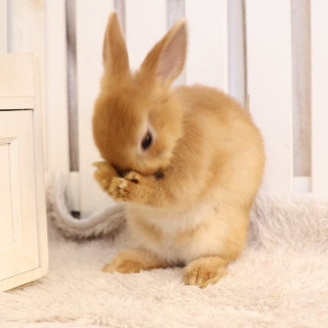 animal_image