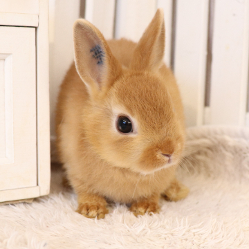 animal_image