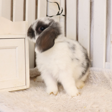 animal_image