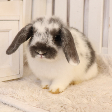 animal_image